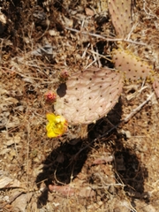 Opuntia decumbens