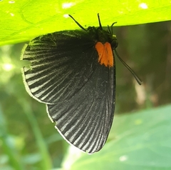 Hades noctula