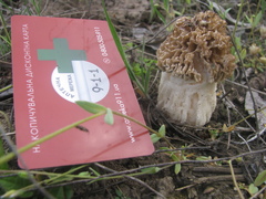 Morchella steppicola
