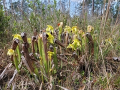 Sarracenia minor minor