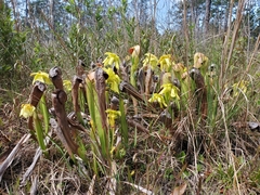 Sarracenia minor minor