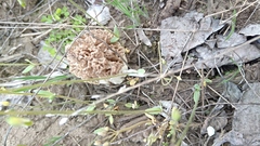 Morchella steppicola