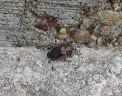 Piesocorynus plagifer