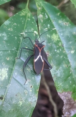 Leptoscelis tricolor