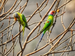 Psittacula cyanocephala