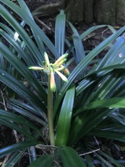 Clivia gardenii