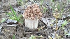 Morchella steppicola
