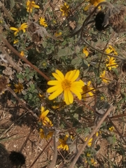 Tithonia tubaeformis
