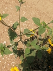 Tithonia tubaeformis