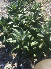Senecio pseudoarnica