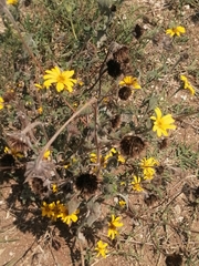 Tithonia tubaeformis