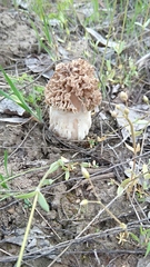 Morchella steppicola