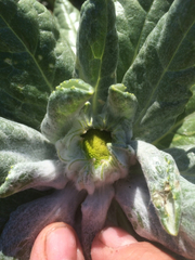 Senecio pseudoarnica