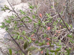 Castela erecta