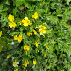 Chrysojasminum