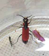 Malachius coccineus