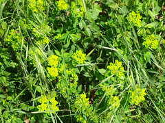 Euphorbia verrucosa
