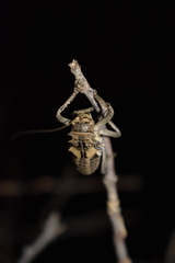 Enyaliopsis