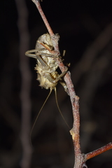 Enyaliopsis