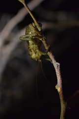 Enyaliopsis