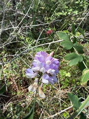Lathyrus venosus