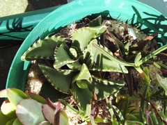 Faucaria