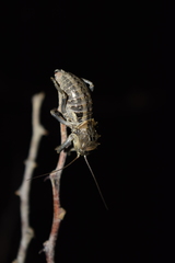 Enyaliopsis