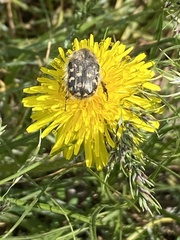 Tropinota hirta