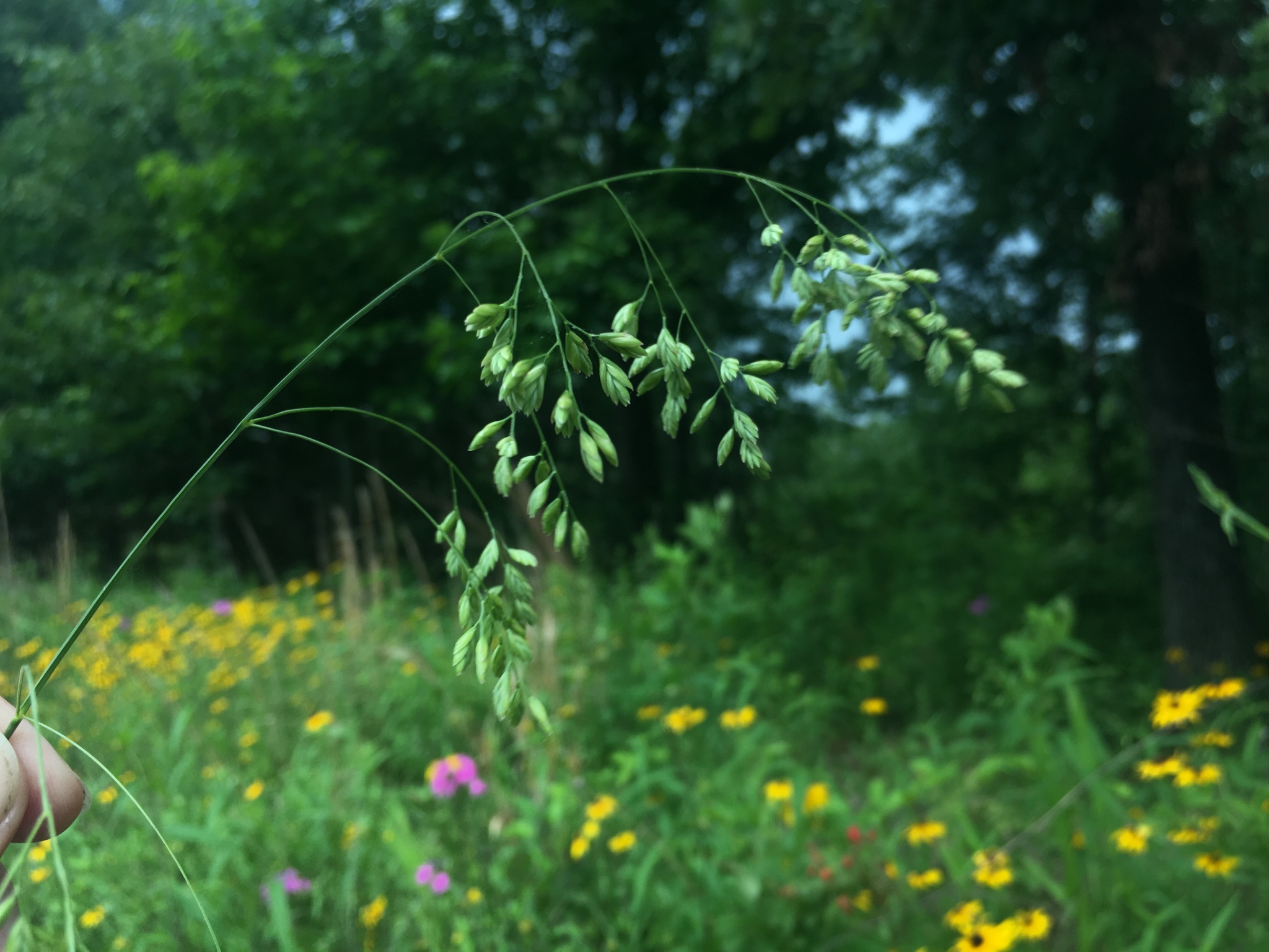Festuca paradoxa