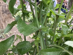 Sonchus oleraceus