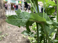 Sonchus oleraceus