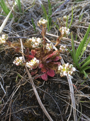 Cochlearia groenlandica
