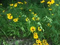 Festuca paradoxa