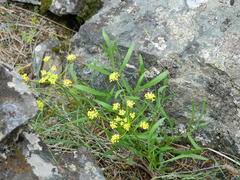 Lomatium triternatum anomalum