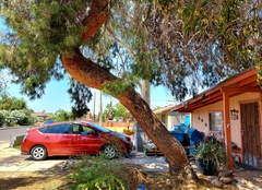 Pinus