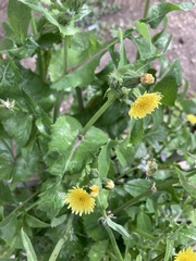 Sonchus oleraceus