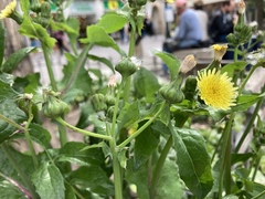 Sonchus oleraceus