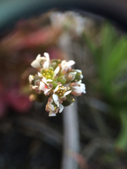 Cochlearia groenlandica