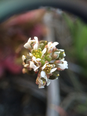 Cochlearia groenlandica