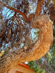 Pinus