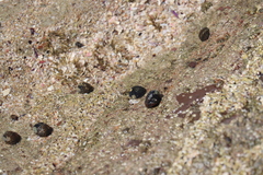 Nerita scabricosta