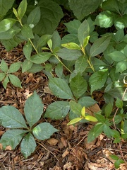 Parthenocissus quinquefolia