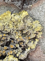 Xanthoria parietina