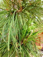 Pinus