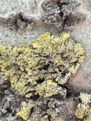 Xanthoria parietina