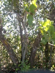 Curatella americana