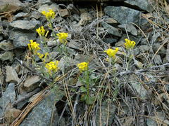 Physaria oregona