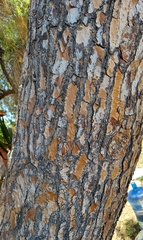 Pinus