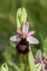 Ophrys bertolonii benacensis
