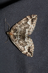 Lampropteryx suffumata